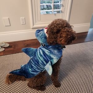 Meet your Posher, Cat!